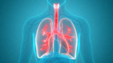 İnsan Solunum Sistemi Akciğerleri Anatomisi. Üç Boyut 