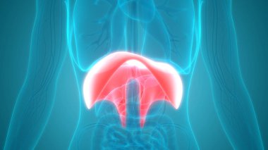 İnsan İç Sindirim Organı Anatomisi. Üç Boyut