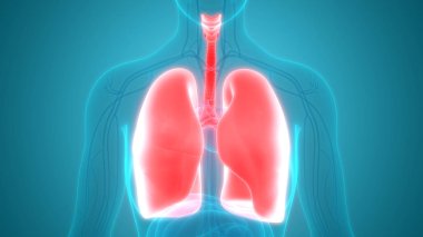 İnsan Solunum Sistemi Akciğerleri Anatomisi. Üç Boyut 