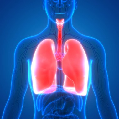 İnsan Solunum Sistemi Akciğerleri Anatomisi. Üç Boyut 