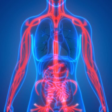 İnsan İç Sinir Sistemi Anatomisi. 3D - Görüntü