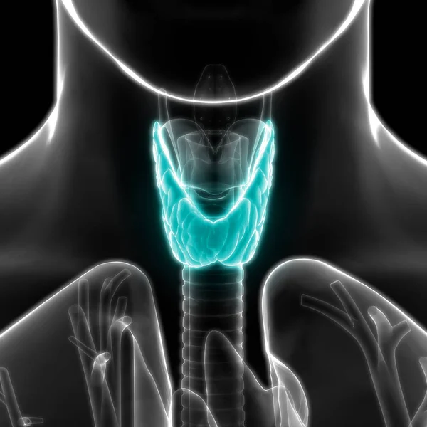 Human Body Glands Thyroid Gland Anatomy Inglés Ilustración —  Fotos de Stock