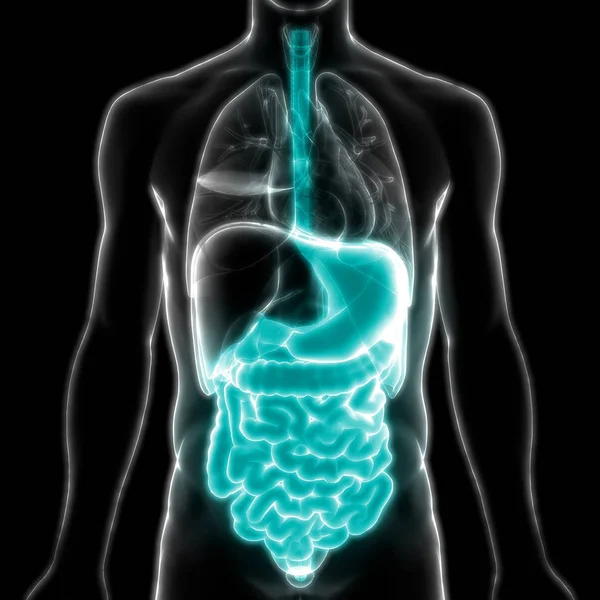 Sistema Digestivo Humano Anatomía Del Intestino Delgado Grueso — Foto de Stock