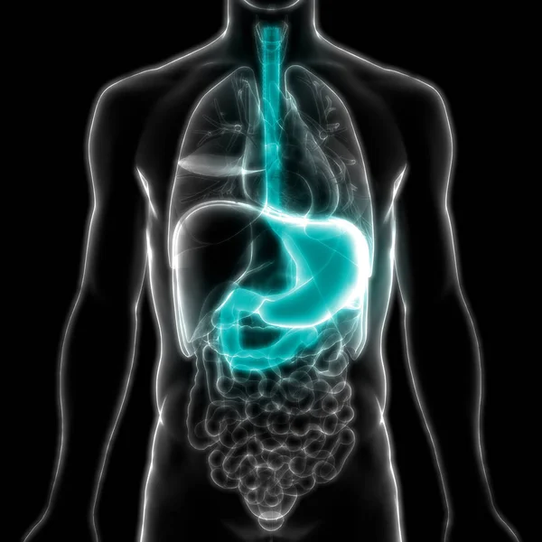 Anatomía Del Sistema Digestivo Humano — Foto de Stock