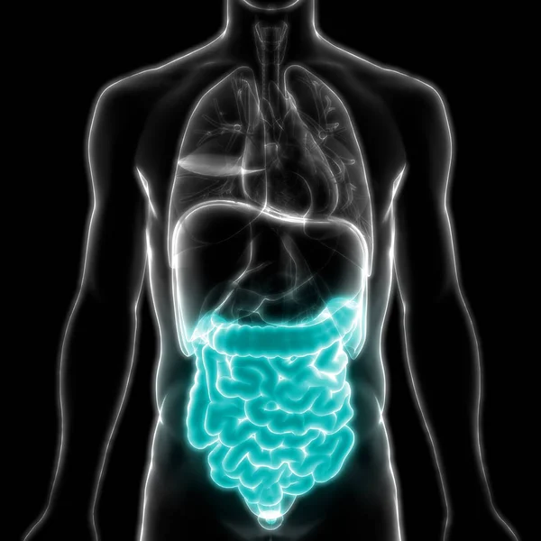 Apparato Digerente Umano Vista Anatomica Dell Intestino Grande Piccolo — Foto Stock