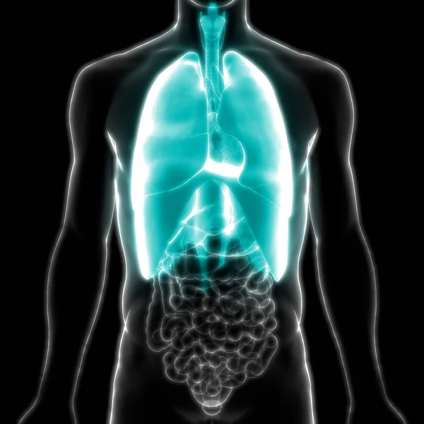 Sistema Respiratório Humano Anatomia Pulmonar — Fotografia de Stock