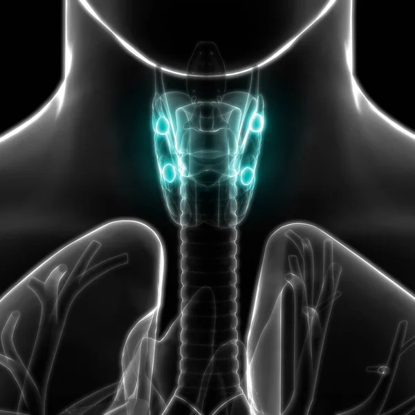 Människokroppen Körtlar Sköldkörteln Anatomi Illustration — Stockfoto