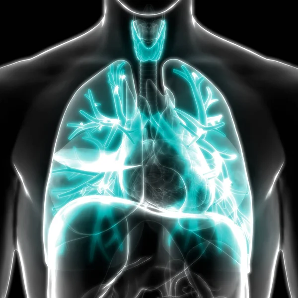 Anatomia Polmonare Del Sistema Respiratorio Umano — Foto Stock