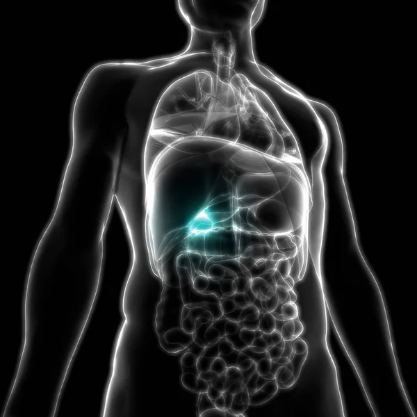 Анатомия Внутренних Органов Пищеварения Человека Иллюстрация — стоковое фото