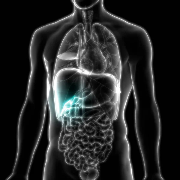 Human Internal Digestive Organ Pancreas Anatomy Illustration — стокове фото