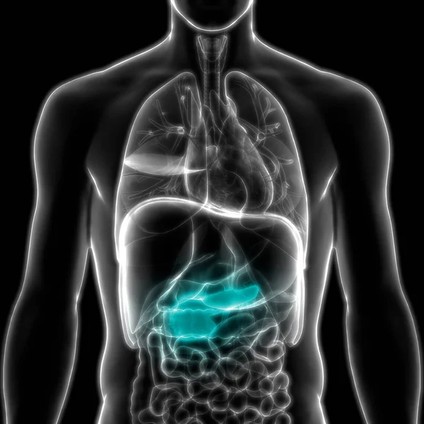 Anatomia Pâncreas Órgão Digestivo Interno Humano Ilustração — Fotografia de Stock