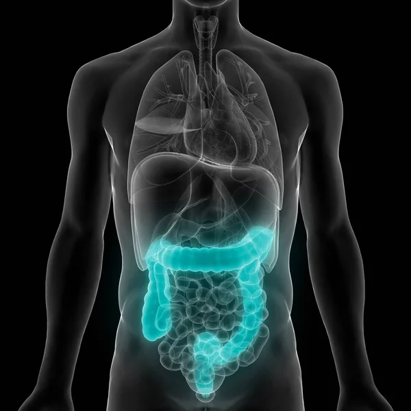 Sistema Digestivo Humano Anatomía Del Intestino Delgado Grueso Ilustración — Foto de Stock