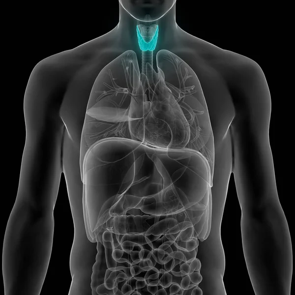 Kelenjar Tubuh Manusia Anatomi Gland Thyroid Ilustrasi — Stok Foto