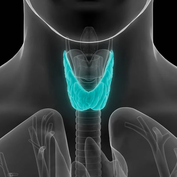Emberi Test Mirigyek Pajzsmirigy Gland Anatómia Illusztráció — Stock Fotó