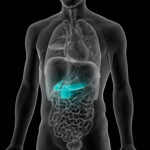 Anatomia Del Pancreas Dell Organo Digestivo Interno Umano Illustrazione — Foto Stock