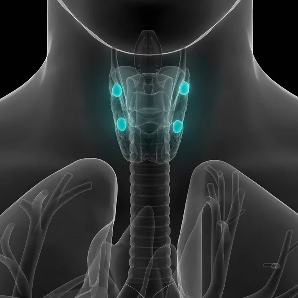 사람의 Thyroid Gland Anatomy 만든다 Illustration — 스톡 사진