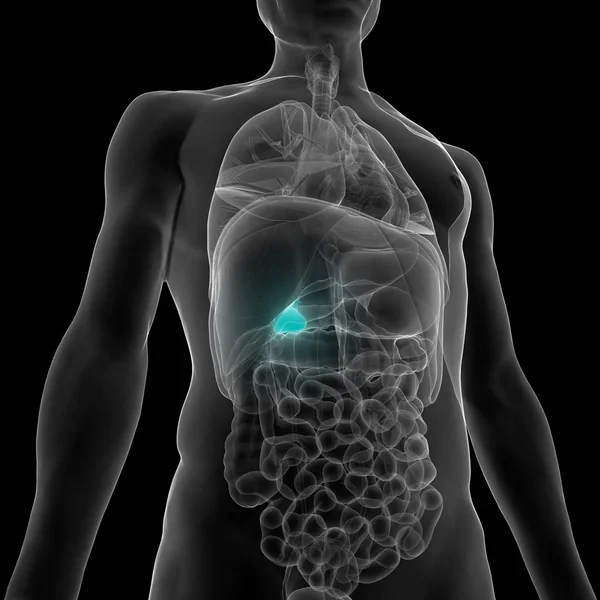 Анатомия Внутренних Органов Пищеварения Человека Иллюстрация — стоковое фото