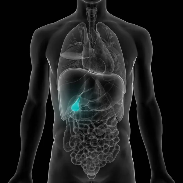 人間の内部消化器官膵臓の解剖学 イラスト — ストック写真