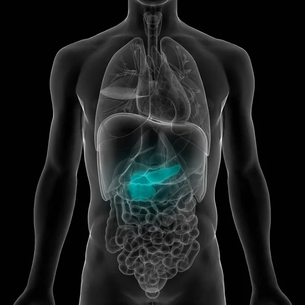 人間の内部消化器官膵臓の解剖学 イラスト — ストック写真