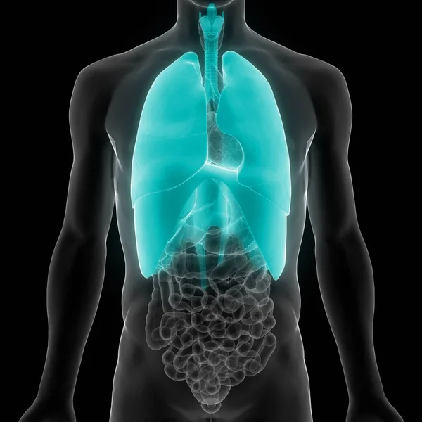 Anatomia Polmonare Del Sistema Respiratorio Umano — Foto Stock