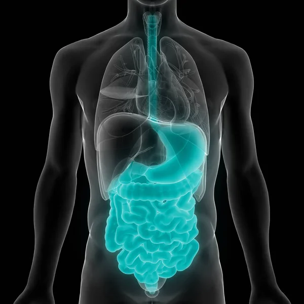ヒト消化器系大小の腸内解剖学 イラスト — ストック写真