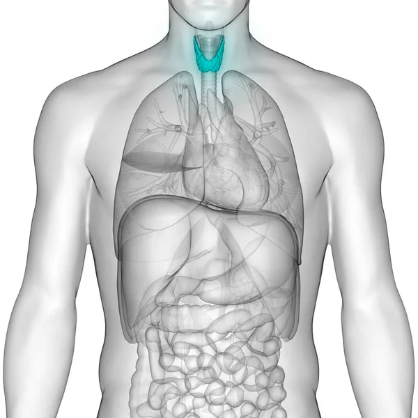 Ghiandole Del Corpo Umano Anatomia Della Ghiandola Tiroidea Illustrazione — Foto Stock