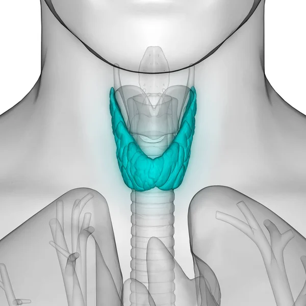 Anatomia Das Glândulas Corpo Humano Glândula Tireóide Ilustração — Fotografia de Stock