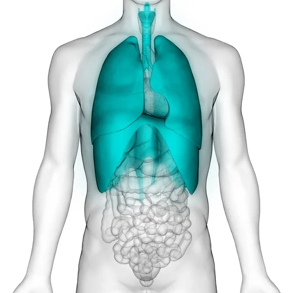 Human Respiratory System Lungs Anatomy — Stock Photo, Image