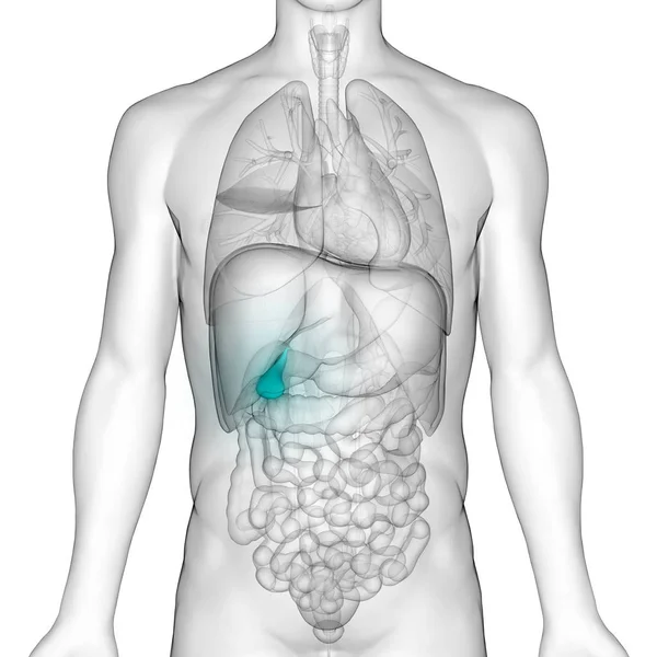 Mänsklig Inre Matsmältningsorgan Bukspottkörtel Anatomi Illustration — Stockfoto