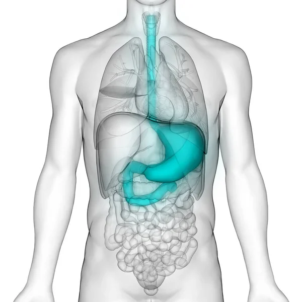 Anatomia Sistema Digestivo Humano — Fotografia de Stock