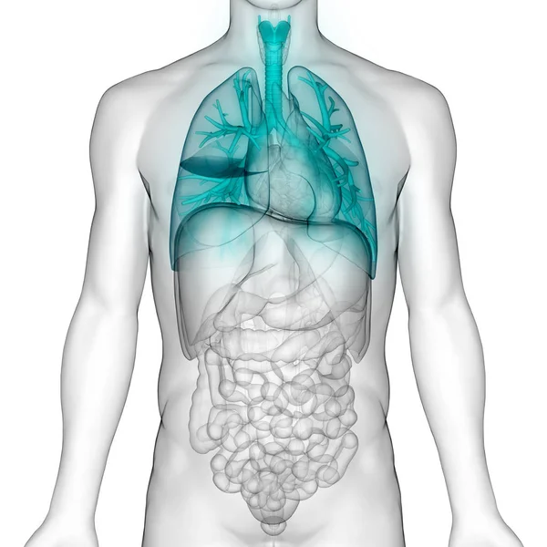 Anatomie Van Het Menselijk Ademhalingssysteem — Stockfoto