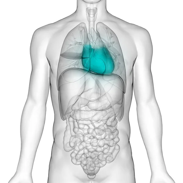 Anatomia Cardiaca Del Sistema Circolatorio Umano — Foto Stock