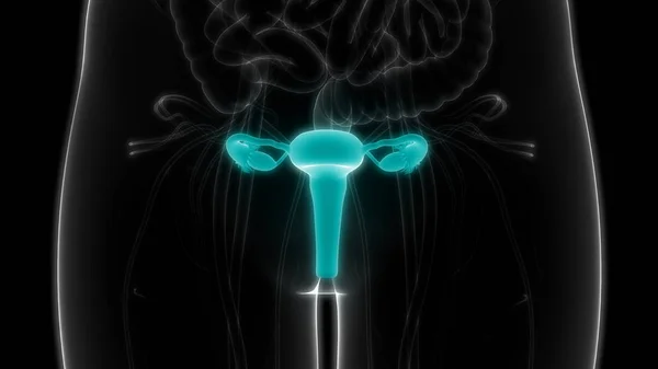 Anatomie Système Reproducteur Féminin — Photo