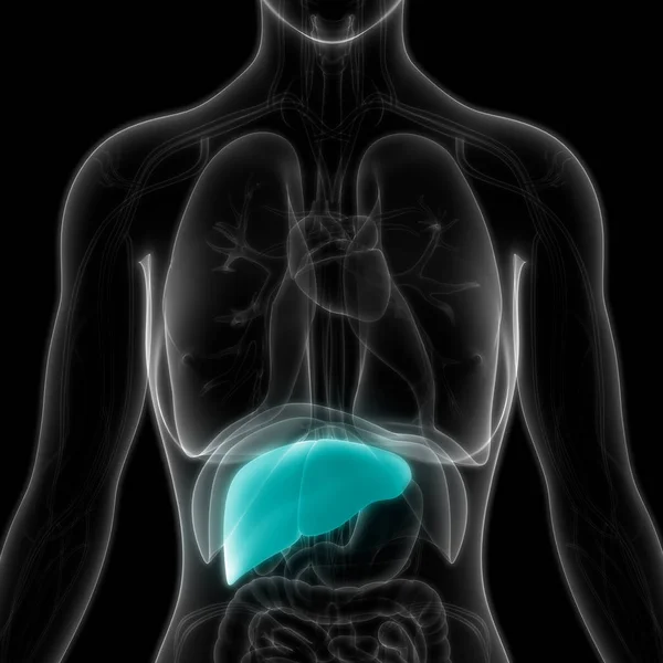 Ludzki Wewnętrzny Organ Trawienny Anatomia Wątroby — Zdjęcie stockowe