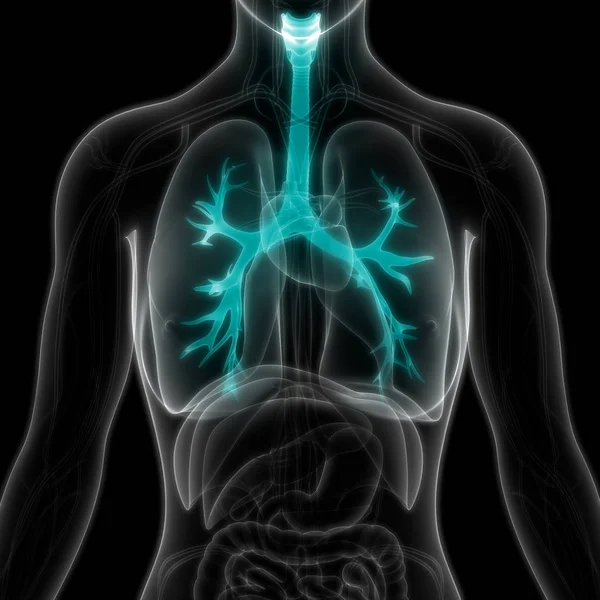 Anatomie Der Lungen Des Menschlichen Atemsystems — Stockfoto