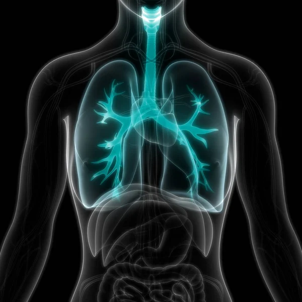 Anatomia Polmonare Del Sistema Respiratorio Umano — Foto Stock