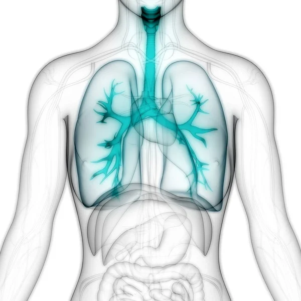 Human Respiratory System Lungs Anatomy — стокове фото