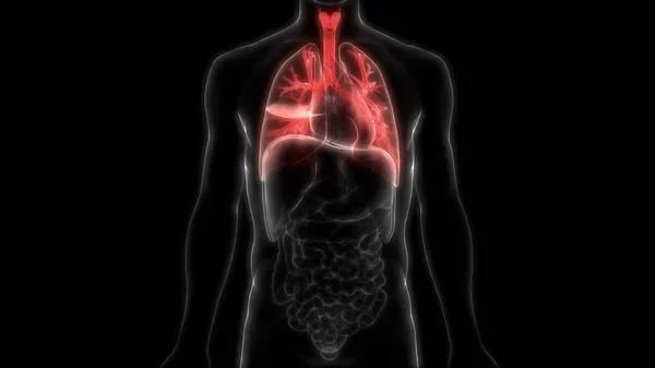 인간의 Human Respiratory System Lungs Anatomy — 스톡 사진