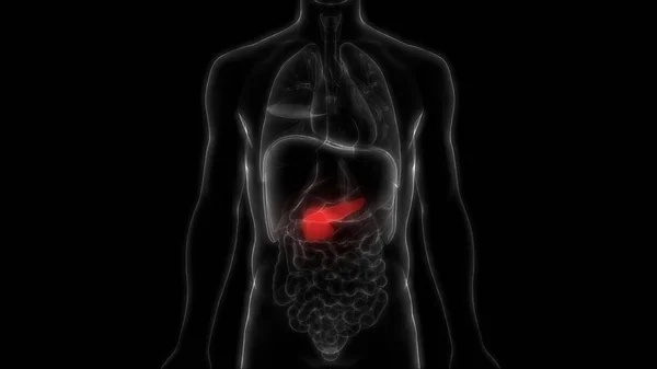 Órgano Digestivo Interno Humano Anatomía Del Páncreas Ilustración — Foto de Stock