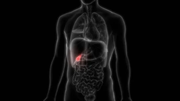 人体内消化器官胰腺解剖 — 图库照片