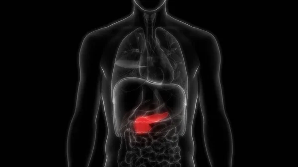 Anatomia Pâncreas Órgão Digestivo Interno Humano Ilustração — Fotografia de Stock