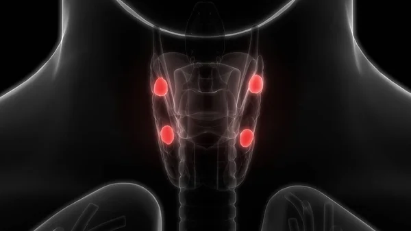 Human Body Glands Thyroid Gland Anatomy Illustration — Photo