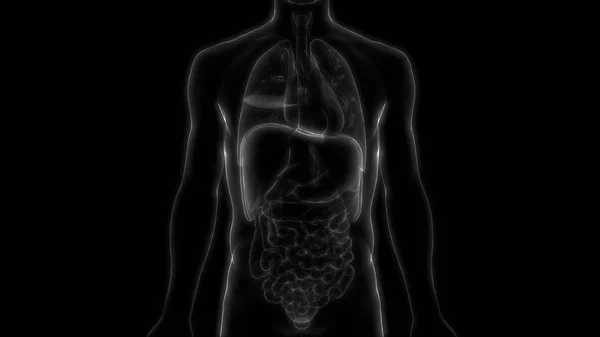 Organ Tubuh Manusia Anatomi Ilustrasi — Stok Foto