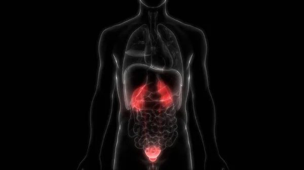 Human Urinary System Kidneys Bladder Anatomy — стокове фото