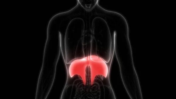 Human Respiratory System Diaphragm Anatomy. 3D - Illustration