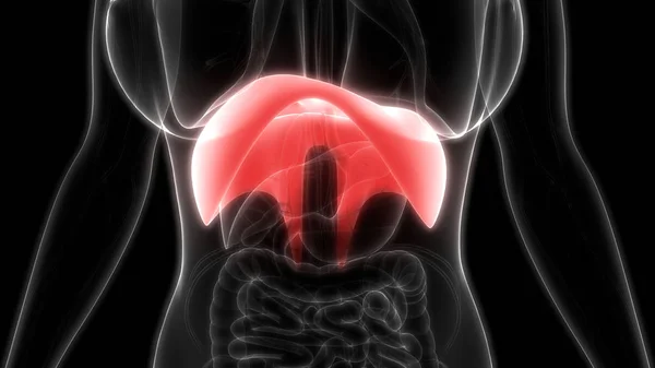 Human Respiratory System Diaphragm Anatomy Illustration — Stock Photo, Image