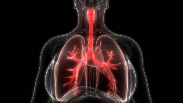 Anatomia Polmonare Del Sistema Respiratorio Umano — Foto Stock