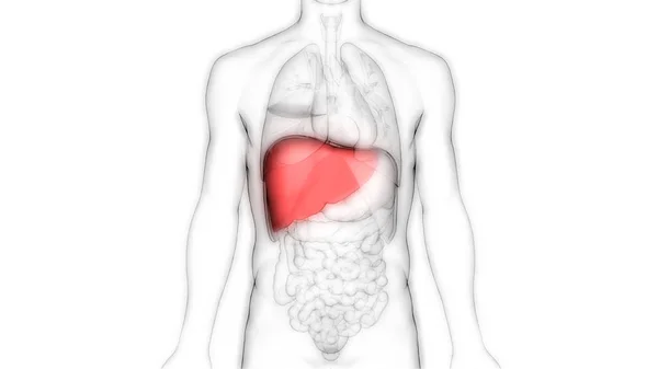 Organo Digestivo Interno Umano Anatomia Epatica — Foto Stock