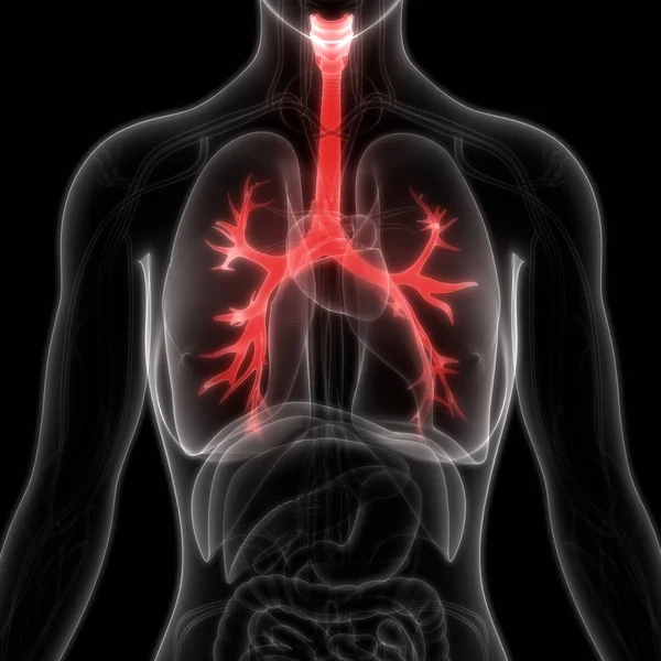 Ludzki Układ Oddechowy Anatomia Płuc — Zdjęcie stockowe