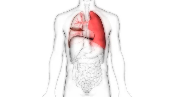 Ludzki Układ Oddechowy Anatomia Płuc — Zdjęcie stockowe